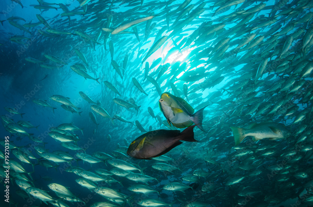 Obraz premium surgeonfish,sea of cortez