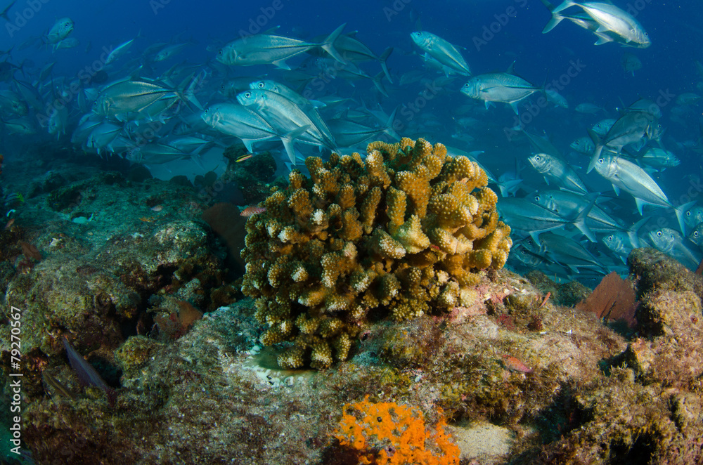 Fototapeta premium cabo pulmo reefs