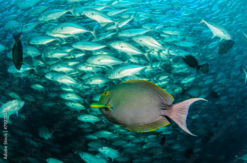 Obraz premium surgeonfish,sea of cortez