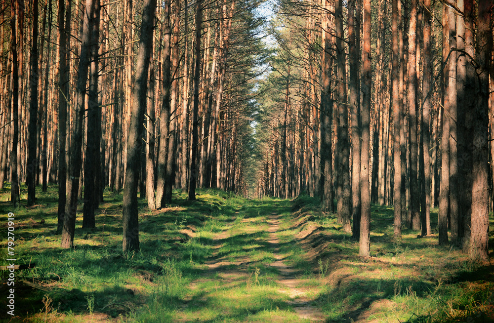 Obraz premium Foot Path Through Dense Forest