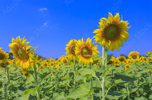 Beautiful sunflowers in the field over blue sky.