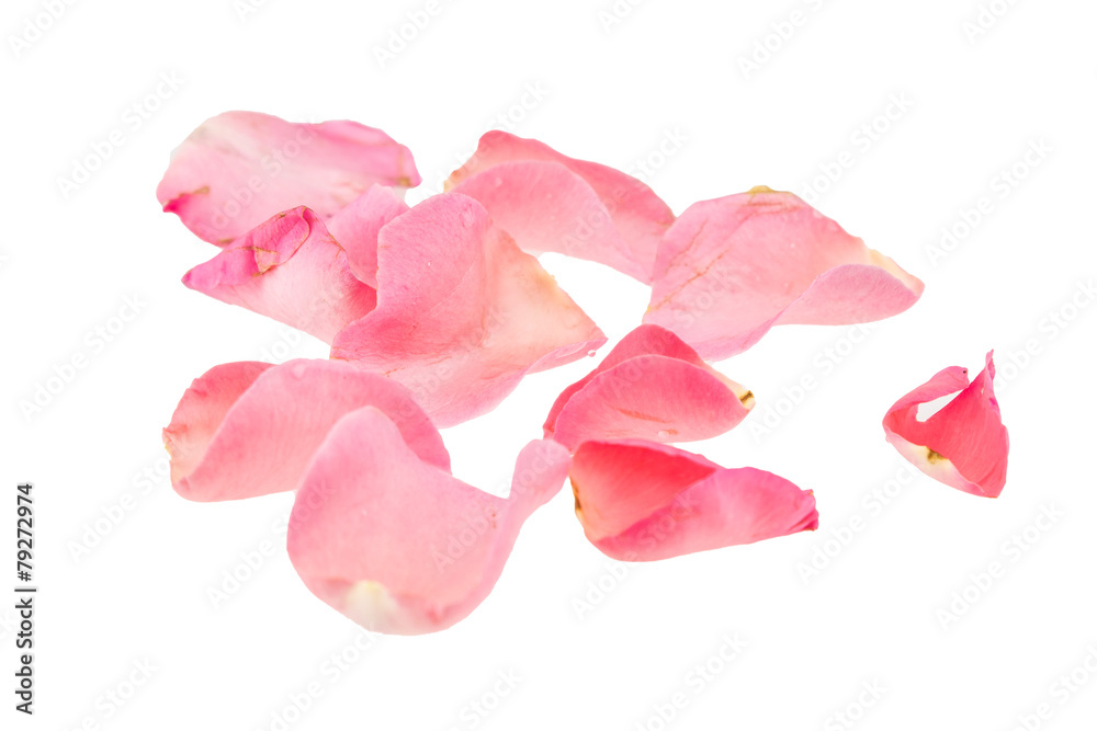 Obraz premium Light pink rose petal on white background