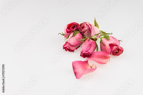 Light pink rose isolated on white background