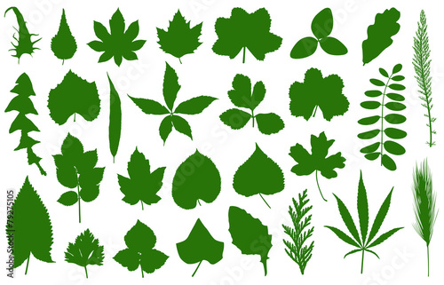 Set of different leaves isolated on white