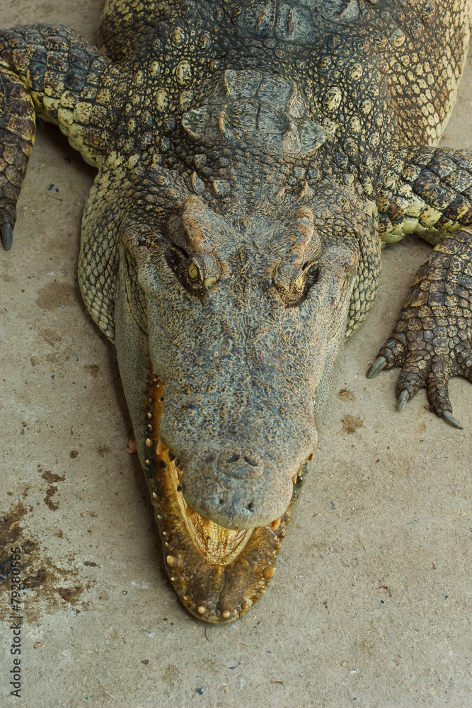 Fototapeta premium Crocodile .