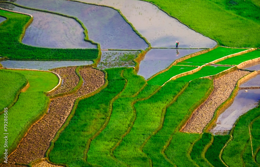 Fototapeta premium Rice fields on terraced of Mu Cang Chai, YenBai, Vietnam
