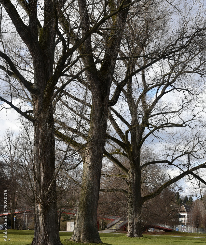 Obraz premium arbres en hiver...jardin public