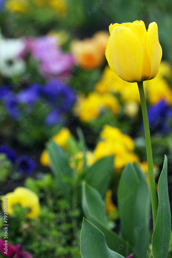 Fototapeta premium yellow tulip flower garden springtime