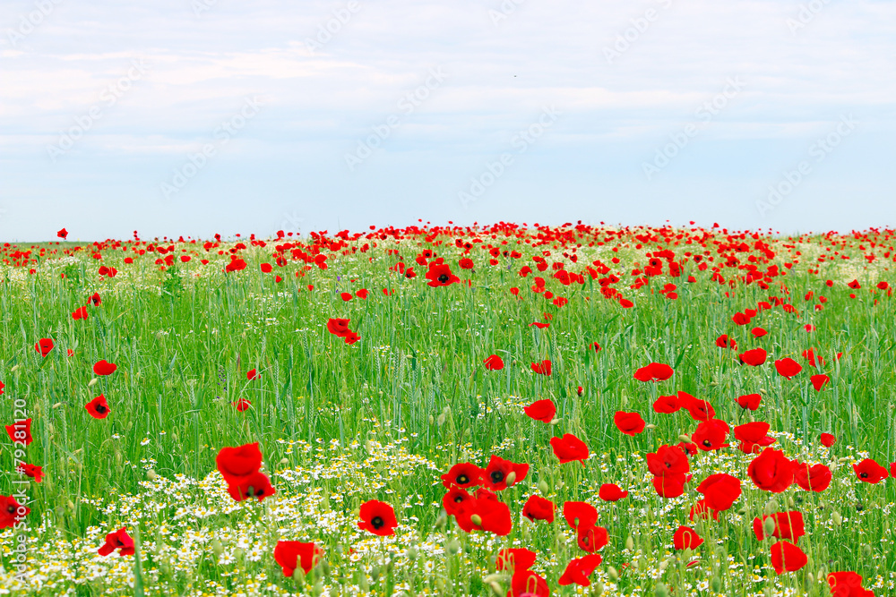 Fototapeta premium red poppies flower meadow and blue sky springtime
