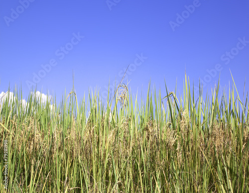 The paddy fields in the autumn