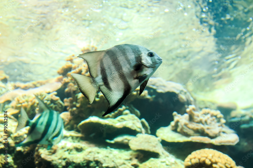 Gray Angelfish closeup Gray Angelfish closeup