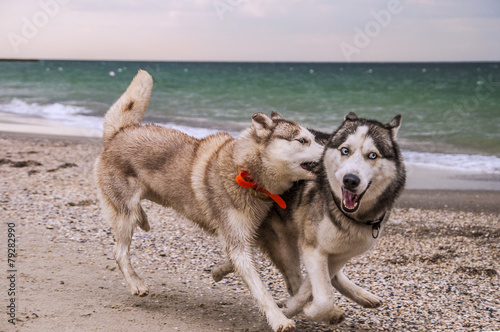 dogs playing on the seaside