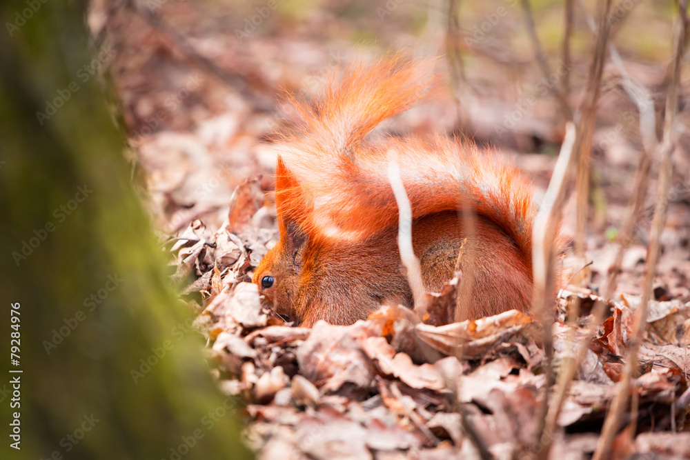 Red squirrel in the park