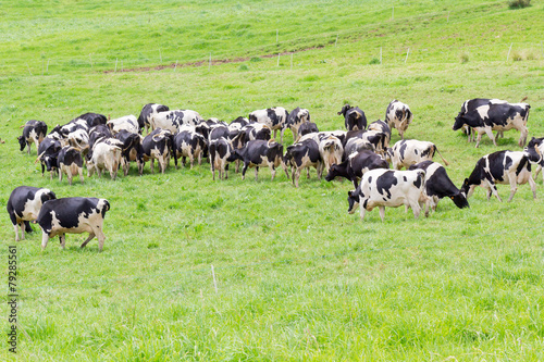 troupeau de vaches Holstein au pâturage