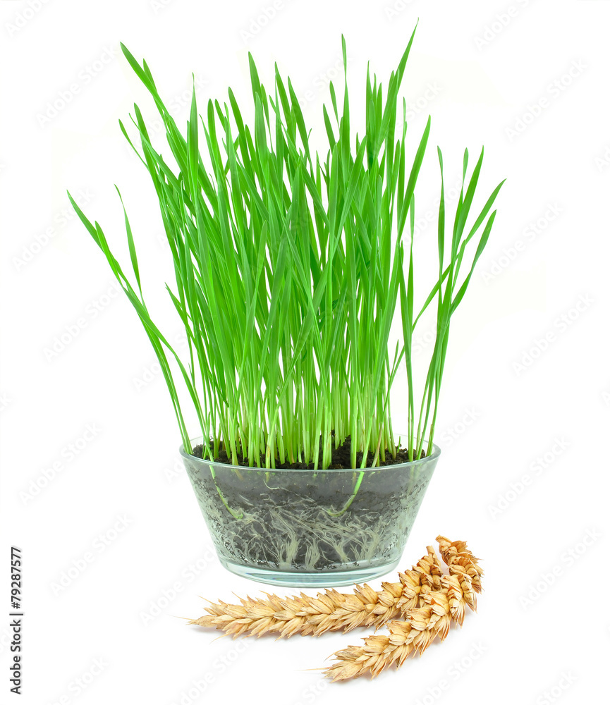 wheat grass wheat grass