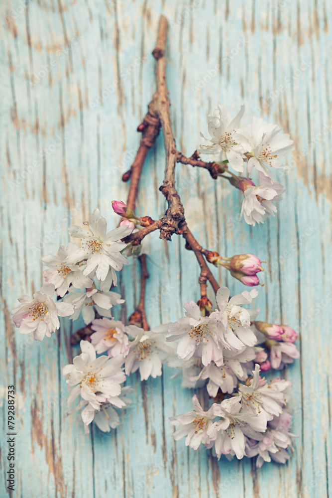 Beautiful pink flowers on a light blue wooden background