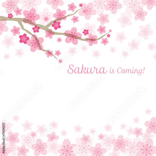Cherry Blossoms or Sakura flowers Background