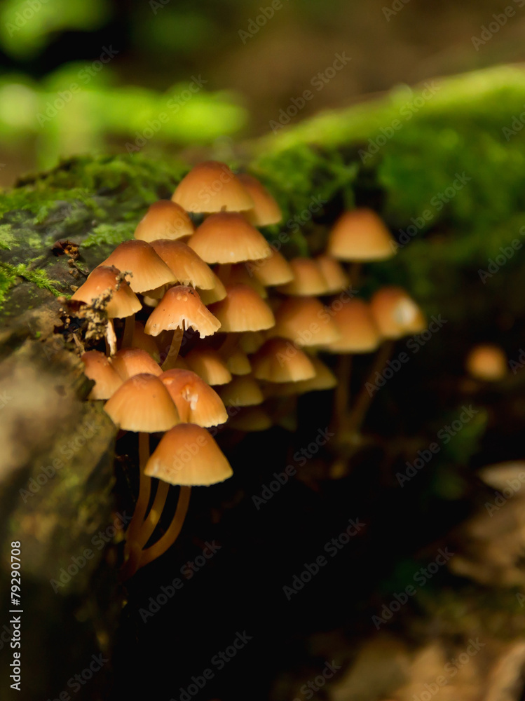 Fototapeta premium Mushroom on Moss