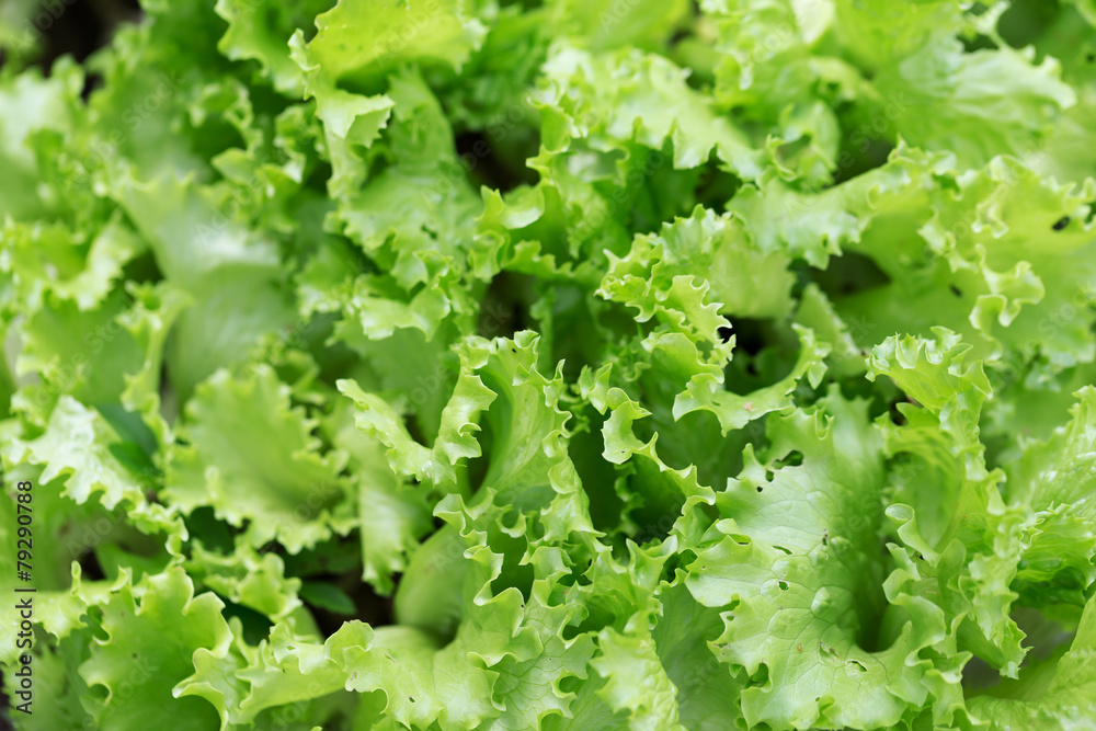 Fresh salad background at garden Fresh salad background at garden