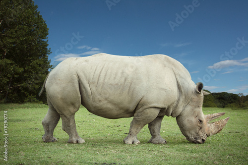 rinoceronte photo
