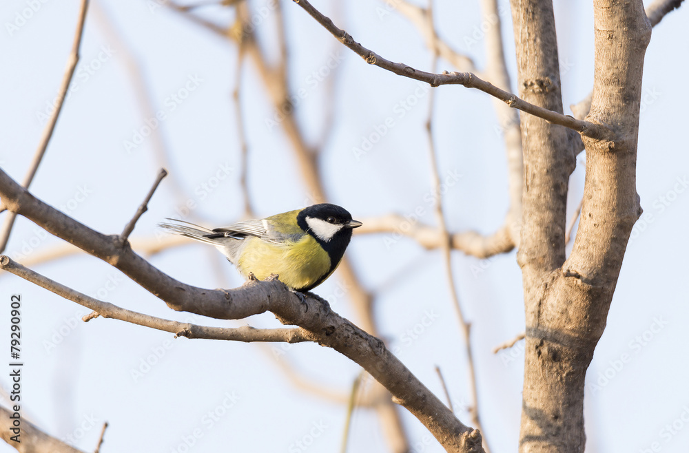 Parus major, saithe common Parus major, saithe common