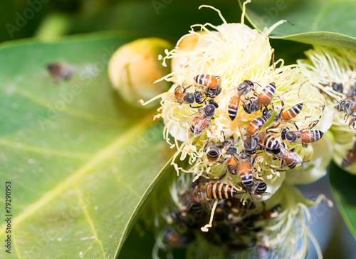 bees collecting nectar from rose apple flower. photo