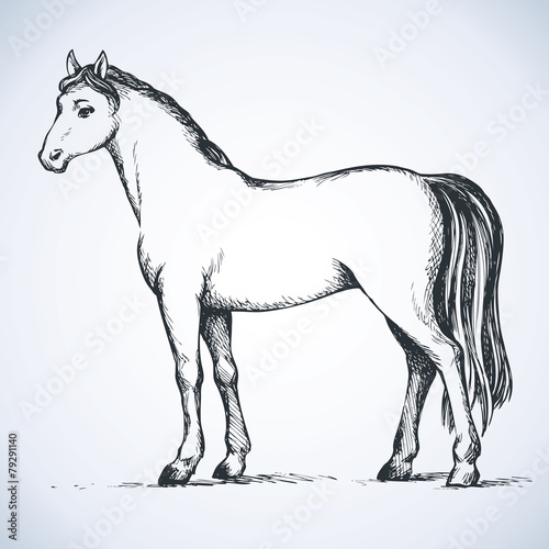 Elegant white horse. Vector drawing