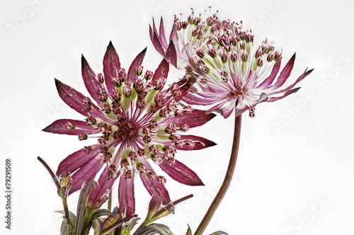 Bluete der Astrantia photo