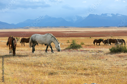 Horses grazing in argentinian farmland