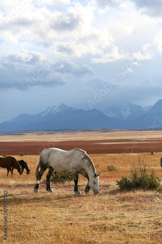 Horses grazing in argentinian farmland © goodluz