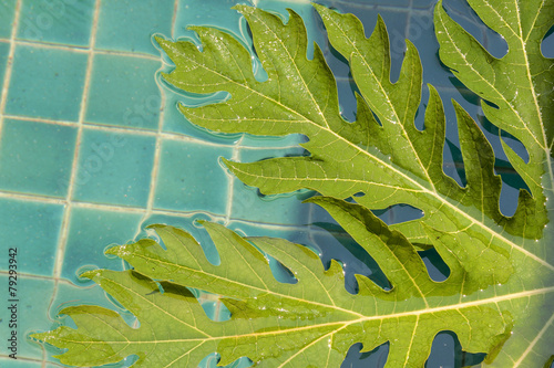 Papaya leaf in the pool half