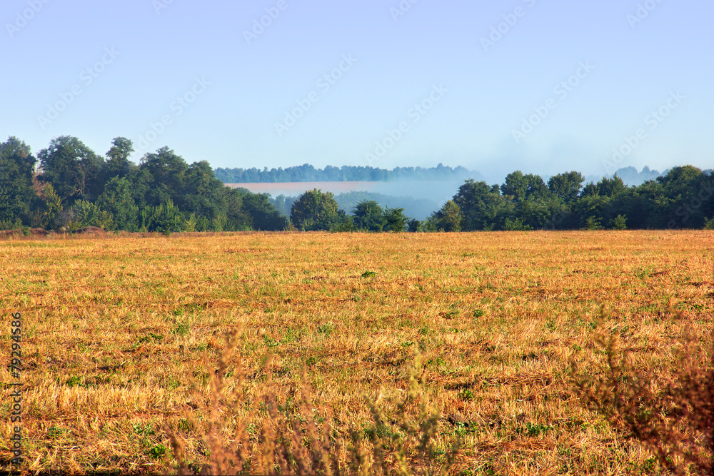 yellow field and trees with a hazy sky