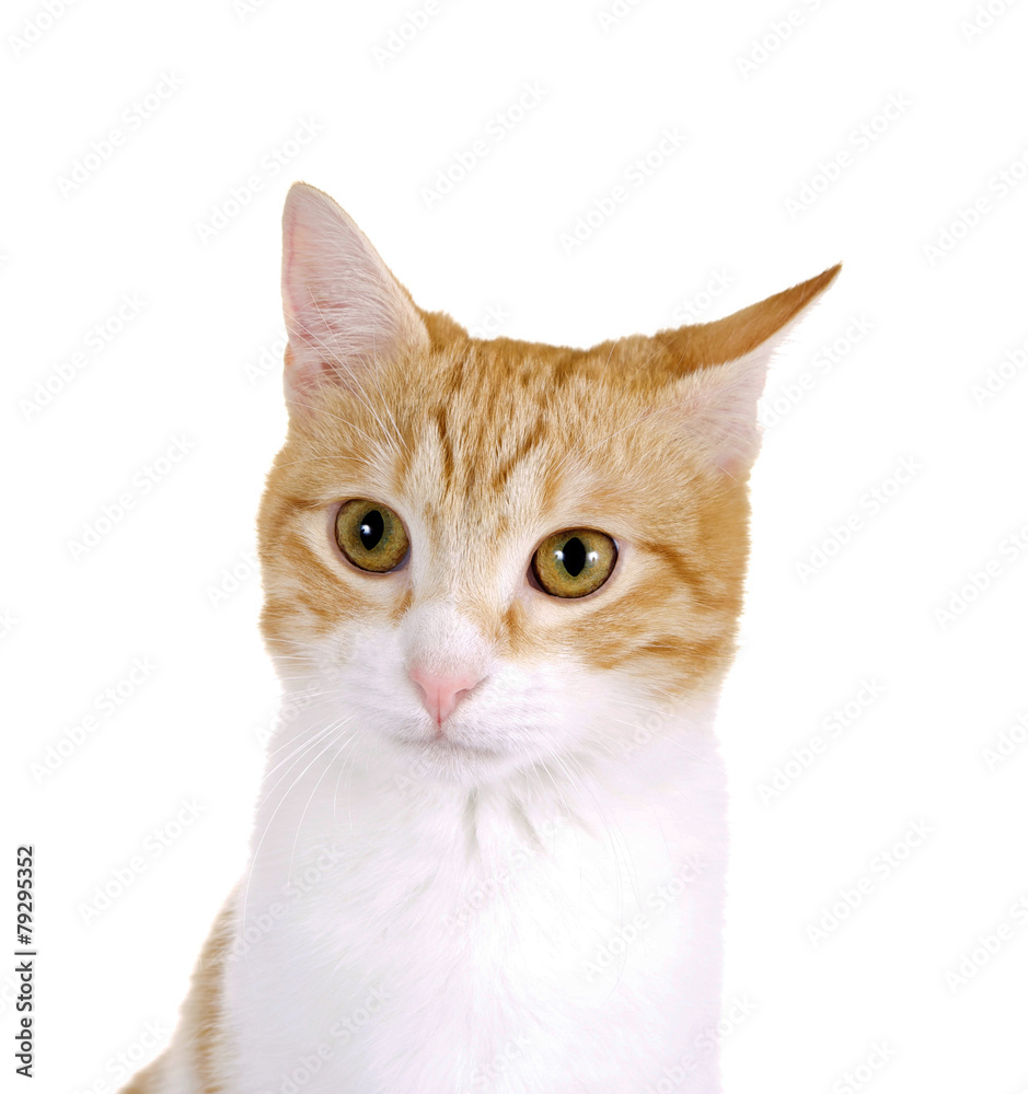 Obraz premium Katzengesicht