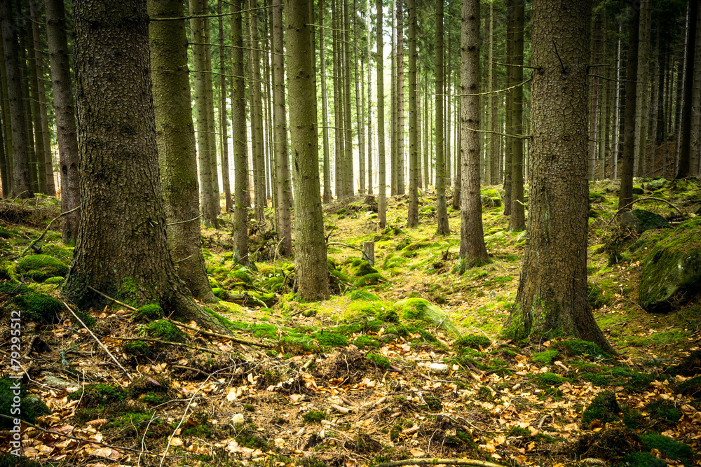 Fototapeta premium Abwärts durch den Wald
