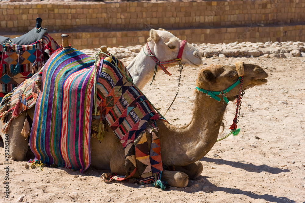 Fototapeta premium Camels in Petra in Jordan