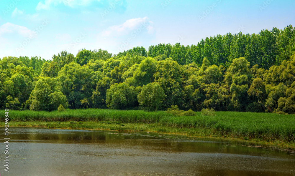 Lake Shore with Cane