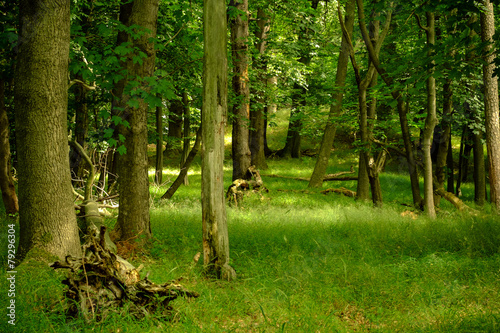 Wald - Natur