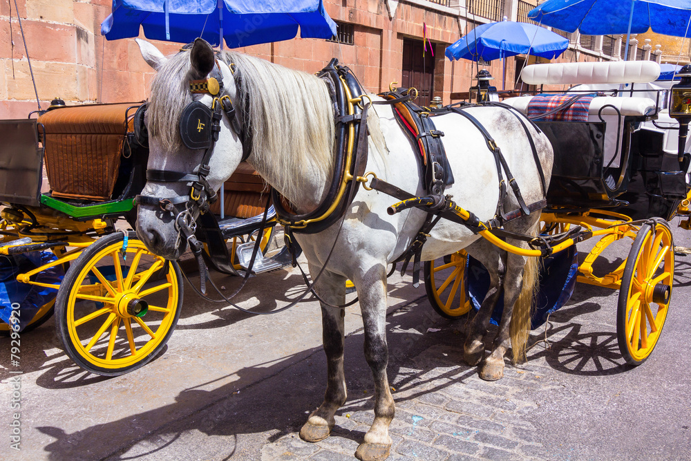 Pretty typical Andalusian horses with carriages in Seville, Spai