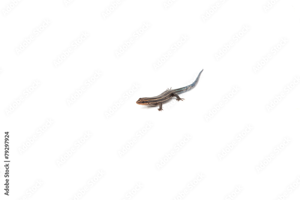 Fototapeta premium Blue Tailed Skink