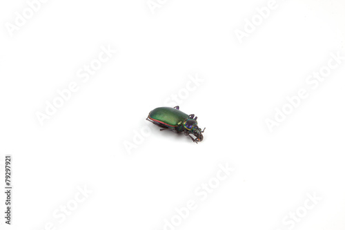 Beetle © Scott Sanders