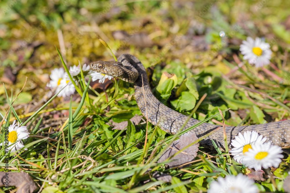 Obraz premium Snake,viper