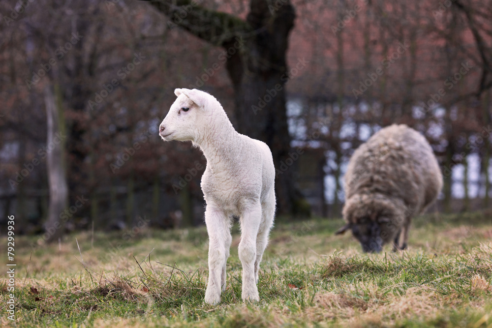 Sheep with lamb