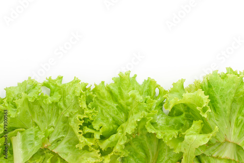 Littuce on white background.