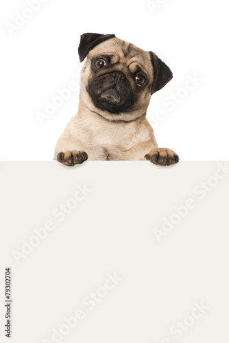 Fototapeta Naklejka Na Ścianę i Meble -  Mops