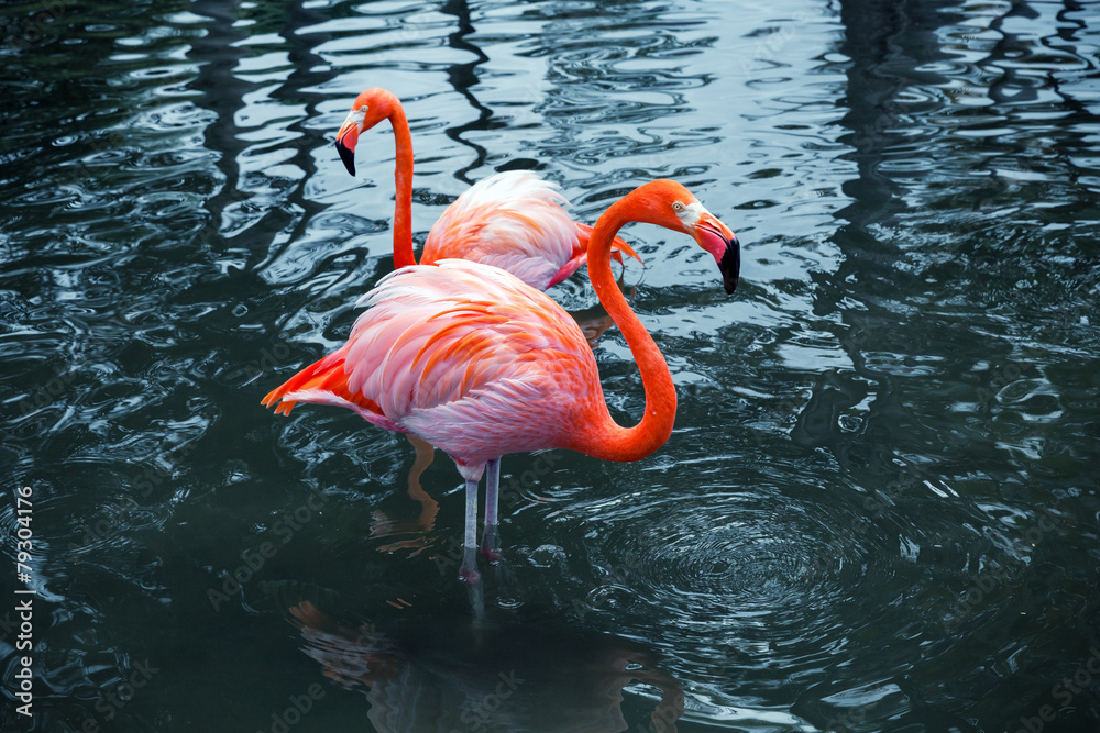Fototapeta premium Two pink flamingos in water. Vintage stylized photo