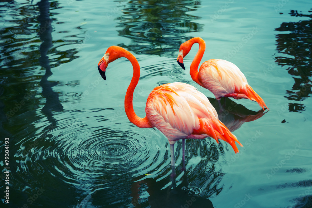 Fototapeta premium Dwa różowe flamingi spacerujące po wodzie z odbiciami