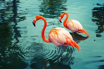 Poster Flamingo Twee flamingo's met waterspiegeling  © evannovostro