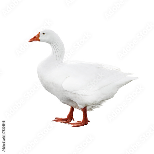 Walking goose profile photo isolated on white