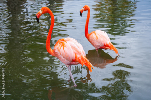 Two pink flamingos walking in shallow water