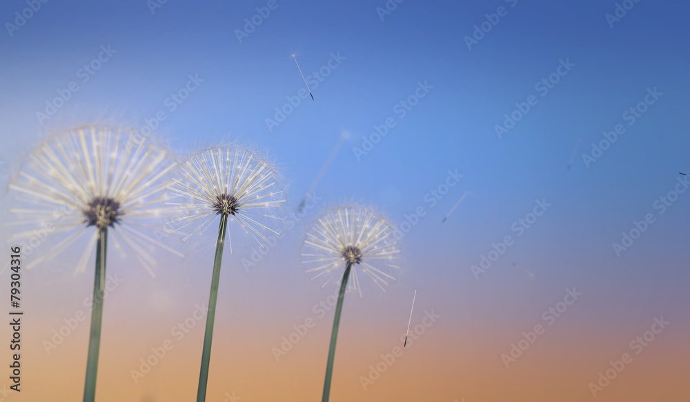 Dandelions with seeds
